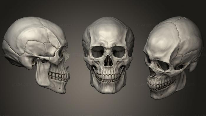 Анатомия скелеты и черепа (Человеческий Мужской череп7, ANTM_1217) 3D модель для ЧПУ станка